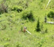 Montana 09 181